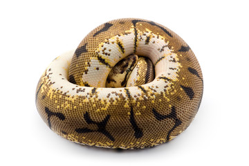 The royal python isolated on white background