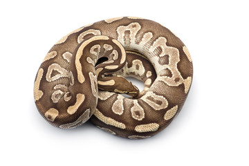 The royal python isolated on white background