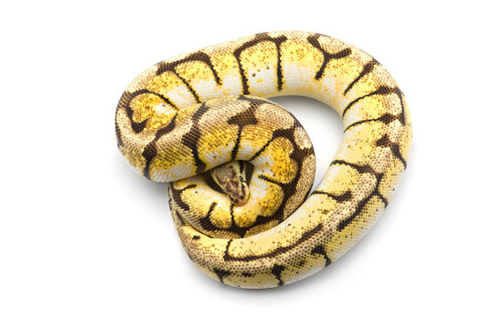 The royal python isolated on white background