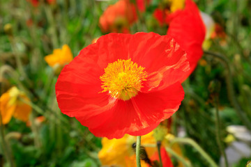 Poppy flowers in the garden