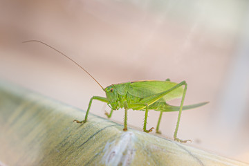 Green Grasshopper Macro-photography