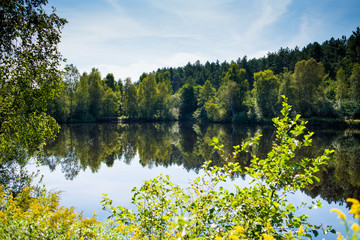 Beautiful wild forest lake in summer sunny day