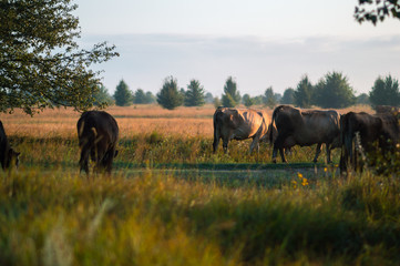 cows graze in the summer on the field on a sunny day and eat green grass alfalfa clover