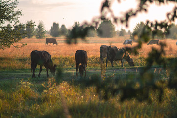 cows graze in the summer on the field on a sunny day and eat green grass alfalfa clover