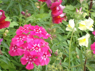 Flowers snapdragons or antirrhinum (lat. Antirrhínum) refers to Plantain.
