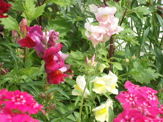 Flowers snapdragons or antirrhinum (lat. Antirrhínum) refers to Plantain.