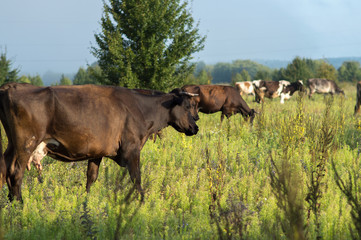 Fototapeta premium cows graze in the summer on the field on a sunny day and eat green grass alfalfa clover