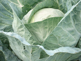 White cabbage in the garden.