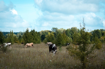 cows graze in the summer on the field on a sunny day and eat green grass alfalfa clover