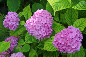 Purple Hydrangea flower (Hydrangea macrophylla)	