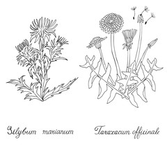 Thistle and Dandelion hand drawn. Silybum marianum and Tarazacum officinale - 283400190