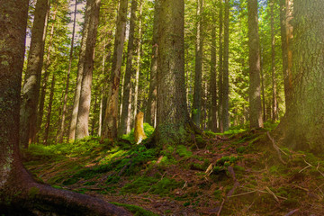 Obraz premium Forest mountain trail passes through a spruce forest, twined with tree roots. Designation of a tourist route. Beautiful summer landscape.