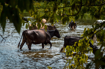 cows cross the river cows drink water from the river graze in the summer on the field on a sunny day and eat green grass alfalfa clover under a blue cloudy sky
