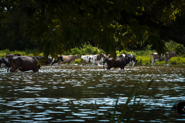Fototapeta premium cows cross the river cows drink water from the river graze in the summer on the field on a sunny day and eat green grass alfalfa clover under a blue cloudy sky