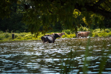 cows cross the river cows drink water from the river graze in the summer on the field on a sunny day and eat green grass alfalfa clover under a blue cloudy sky