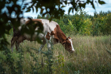 cows graze in the summer on the field on a sunny day and eat green grass alfalfa clover