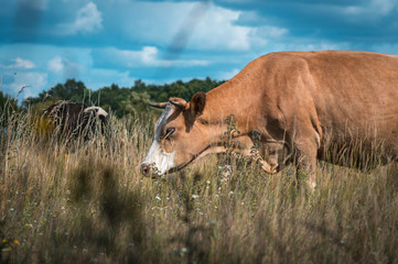 cows graze in the summer on the field on a sunny day and eat green grass alfalfa clover