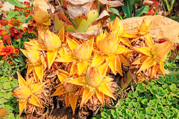 Musaceae plants hairyfruit musella flower