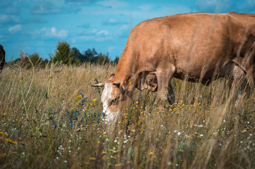 cows graze in the summer on the field on a sunny day and eat green grass alfalfa clover