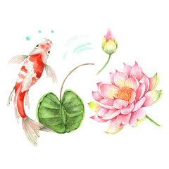 Obraz na płótnie Canvas set of watercolor drawings of carp fish on a white background and a water lily flower with a bud. spotted golden fish in water