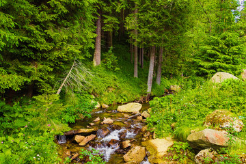 The source of the Prut River in the Carpathian Mountains. Tourist route to Mount Hoverla. Beautiful summer landscape.