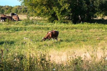 cows graze in the summer on the field on a sunny day and eat green grass alfalfa clover