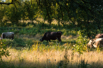 cows graze in the summer on the field on a sunny day and eat green grass alfalfa clover