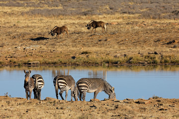 Fototapeta na wymiar Cape mountain zebras (Equus zebra) drinking at a waterhole, Mountain Zebra National Park, South Africa.