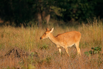 Naklejka na ściany i meble Female barasingha or swamp deer (Rucervus duvaucelii), Kanha National Park, India.