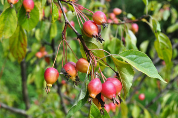 Many red rose hips in the garden on a green bush on a sunny day
