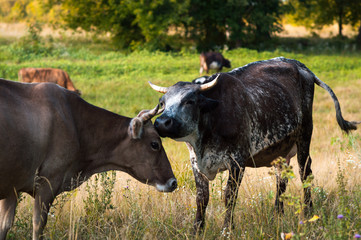 cows graze in the summer on the field on a sunny day and eat green grass alfalfa clover