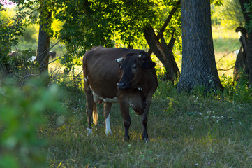 cows graze in the summer on the field on a sunny day and eat green grass alfalfa clover