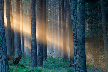 Rays of sunlight late afternoon in a pine forest .
