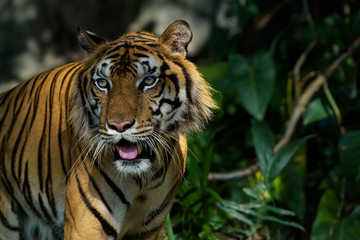 Portrait of tiger.
