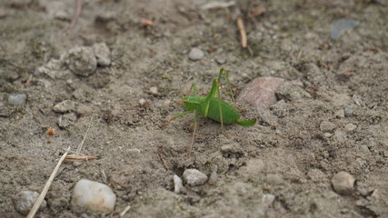 Natur