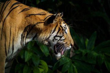Portrait of tiger.