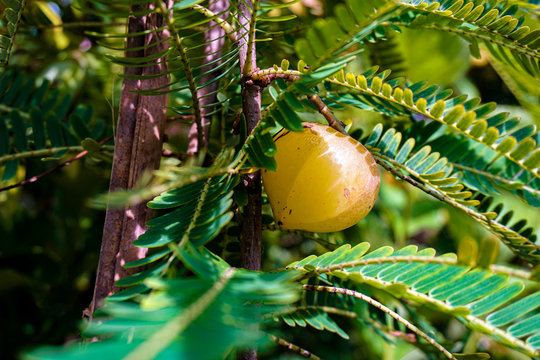 Phyllanthus emblica, also known as emblic, emblic myrobalan, myrobalan, Indian gooseberry, Malacca tree, or amla from Sanskrit amalaki is a deciduous tree of the family Phyllanthaceae.