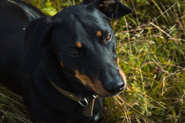 dog black with brown dachshund on nature in the grass