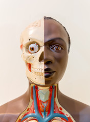 Anatomical model of human head, medicine education