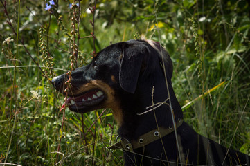 dog black with brown dachshund on nature in the grass