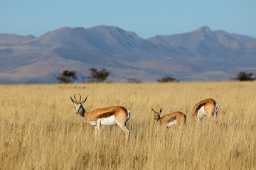 Naklejka na ściany i meble Springbok antelopes (Antidorcas marsupialis) in natural habitat, Mountain Zebra National Park, South Africa.