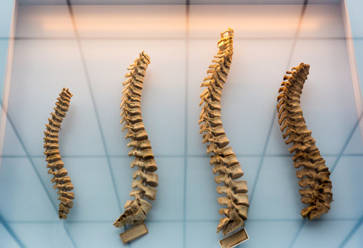 Model of a human spine, spinal columns