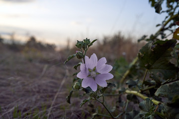 beautiful flowers grow on a flowerbed in a garden, rural landscape