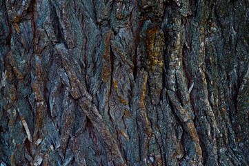 wood texture closeup bark brown