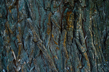wood texture closeup bark brown