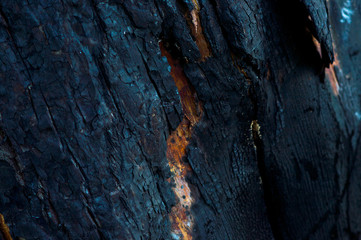 wood texture closeup bark brown