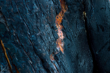 wood texture closeup bark brown