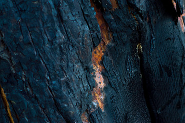 wood texture closeup bark brown