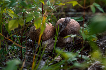 Naklejka na ściany i meble brown mushrooms in a forest in autumn in green grass