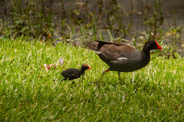 Baby moorhen follows adult moorhen around
